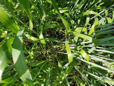 Terralife® - CerealPro-3