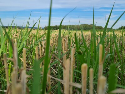 Terralife® - CerealPro-5