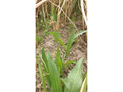 Terralife® - CerealPro-1