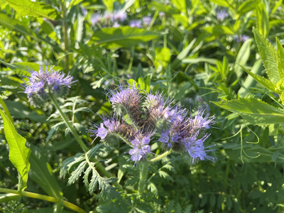TerraLife® - EarlySummer-2