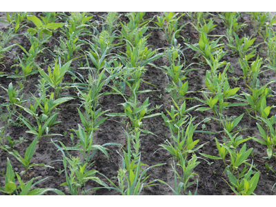 TerraLife® - AquaPro-5