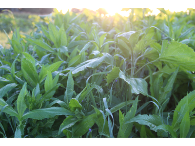TerraLife® - AquaPro-8