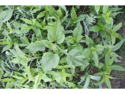 TerraLife® - AquaPro-6