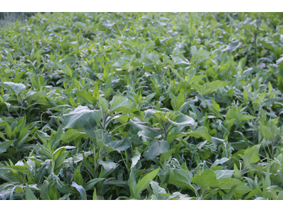 TerraLife® - AquaPro-7
