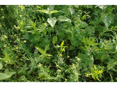TerraLife® - AquaPro-0