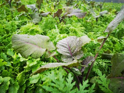 TerraLife® - BetaMaxx TR-3