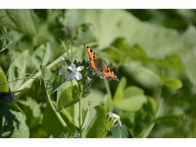 TerraLife® - BetaMaxx TR-1