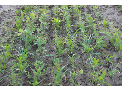 TerraLife® - BetaMaxx 50-2
