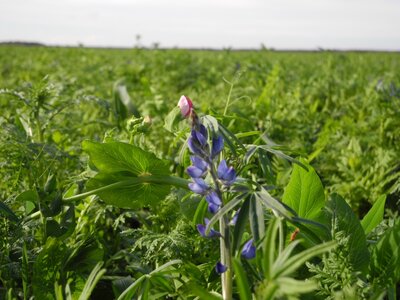 TerraLife® - BetaMaxx 50-1