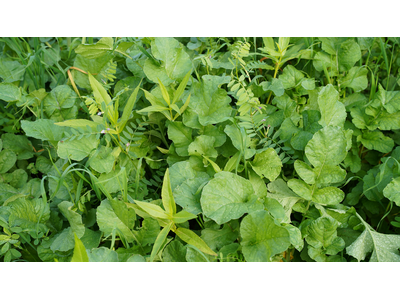 TerraLife® - BetaSola-5