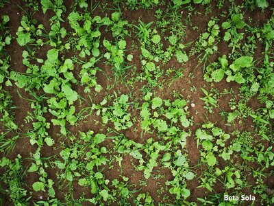 TerraLife® - BetaSola-4