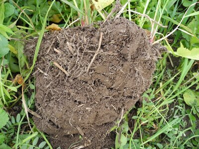 TerraLife® - BetaSola-1