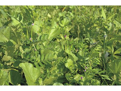TerraLife® - BetaSola-3