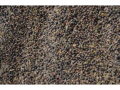 TerraLife® - BetaSola-2