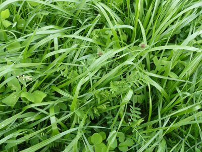 TerraLife® - Mieszanka Gorzowska-4
