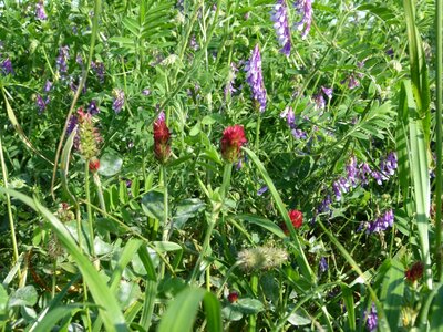 TerraLife® - Mieszanka Gorzowska-5
