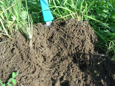 TerraLife® - Mieszanka Gorzowska-3