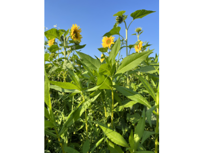 TerraLife® - MaisPro TR 50-8