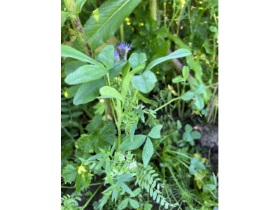 TerraLife® - MaisPro TR 50-5