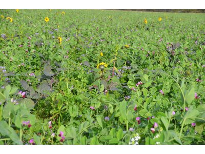 TerraLife® - MaisPro TR 50-0