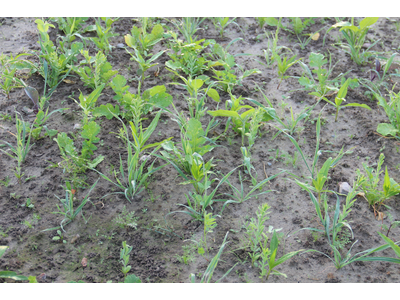 TerraLife® - Rigol TR-3