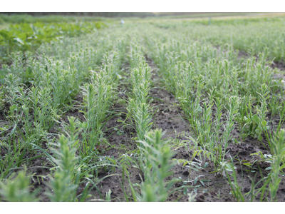 TerraLife® - SoilProtect-3