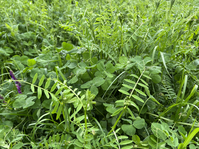TerraLife® - SoilProtect-5