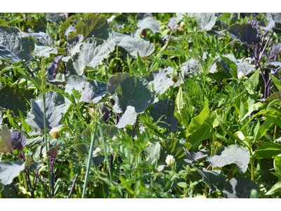 TerraLife® - SolaRigol R-2