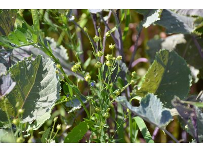 TerraLife® - SolaRigol R-3