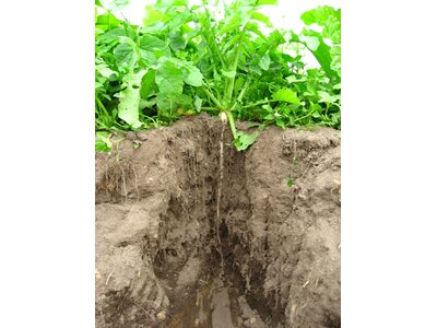 TerraLife® - SolaRigol R-0