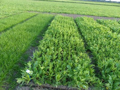 TerraLife® - SolaRigol R-1