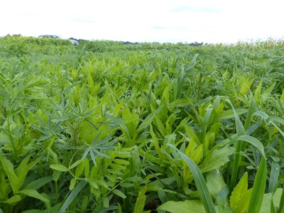 TerraLife® - SolaRigol-1