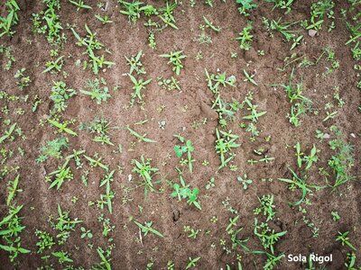 TerraLife® - SolaRigol-4