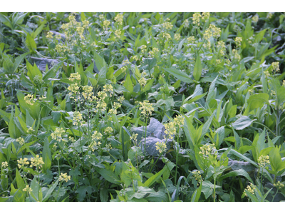 TerraLife® - VitaMaxx TR-11