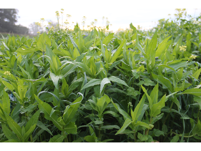 TerraLife® - VitaMaxx TR-10