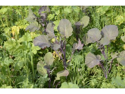 TerraLife® - VitaMaxx TR-3