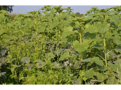 TerraLife® - VitaMaxx TR-0