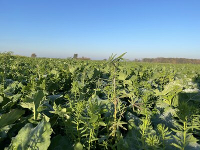 TerraLife® - BrassicaPro-4
