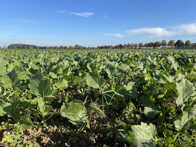 TerraLife® - BrassicaPro-6