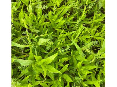 TerraLife® - EarlySummer-1